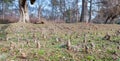 Roots of big old Oak Plantae Quercus Fagaceae tree in the forest growing from the ground as from fairy tale or magical woods