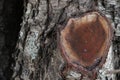 Oak tree rough bark with a cut limb.