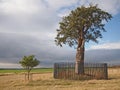 Oak Tree and Small Sapling Royalty Free Stock Photo