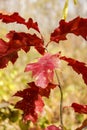 Oak tree sapling in fall with red leaves in woods near Hinckley Minnesota Royalty Free Stock Photo