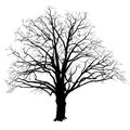Oak tree silhouette with fallen leaves black and white Royalty Free Stock Photo