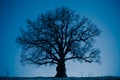 Oak tree silhouette at night