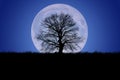 Oak tree silhouette on super moon background