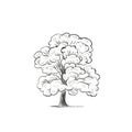 Oak Tree skech illustration drawing hand.