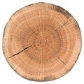 Oak tree slice. Round wood slab with annual rings and cracks iso