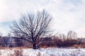 Oak Tree in the Snow