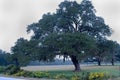 Oak tree with Spanish Moss