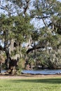 Oak tree with spanish moss at pond Royalty Free Stock Photo