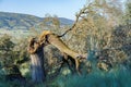 oak tree split by lightning during a thunderstorm Royalty Free Stock Photo