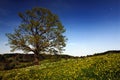 Oak Tree in Spring