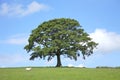 Oak Tree in Spring