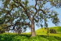 Oak tree in Spring Royalty Free Stock Photo