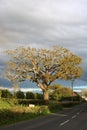 Oak tree in spring sunlight against a dark sky