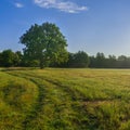 an oak tree standing alone in a field early in the morning at dawn against the backdrop of the forest Royalty Free Stock Photo