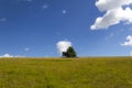 Oak tree standing alone on a green meadow