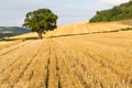 Oak tree stands out in a recently harvested field Royalty Free Stock Photo