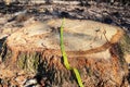 Oak Tree stump being cut down. Deforestation concept