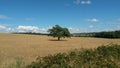 Oak Tree Royalty Free Stock Photo