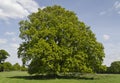 Oak tree on a summers day UK Royalty Free Stock Photo