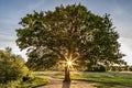 Oak Tree Sunflare Royalty Free Stock Photo