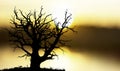 Oak tree at sunset Royalty Free Stock Photo