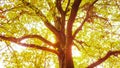 Oak tree at sunset Royalty Free Stock Photo