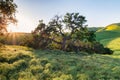 Oak tree at sunset with golden rolling hills