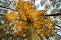 Oak tree super wide angle shot Royalty Free Stock Photo