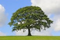 Oak Tree, Symbol of Strength Royalty Free Stock Photo