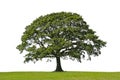 Oak Tree, Symbol of Strength Royalty Free Stock Photo