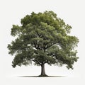 Oak tree, symbol of strength, AI generated Royalty Free Stock Photo