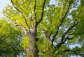 Oak tree treetop seen from below view perspective sun bright green leaves leaf Royalty Free Stock Photo