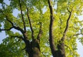 Oak tree treetop seen from below view perspective sun bright green leaves leaf Royalty Free Stock Photo