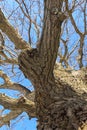 Oak. Tree trunk, bottom view. Nature in the winter season. Against the blue sky. Branches and trunk create an abstract pattern Royalty Free Stock Photo
