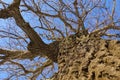 Oak. Tree trunk, bottom view. Nature in the winter season. Against the blue sky. Branches and trunk create an abstract pattern Royalty Free Stock Photo