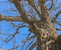 Oak. Tree trunk, bottom view. Nature in the winter season. Against the blue sky. Branches and trunk create an abstract pattern Royalty Free Stock Photo