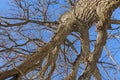 Oak. Tree trunk, bottom view. Nature in the winter season. Against the blue sky. Branches and trunk create an abstract pattern Royalty Free Stock Photo