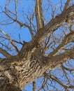 Oak. Tree trunk, bottom view. Nature in the winter season. Against the blue sky. Branches and trunk create an abstract pattern Royalty Free Stock Photo