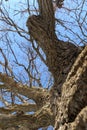 Oak. Tree trunk, bottom view. Nature in the winter season. Against the blue sky. Branches and trunk create an abstract pattern Royalty Free Stock Photo