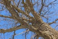 Oak. Tree trunk, bottom view. Nature in the winter season. Against the blue sky. Branches and trunk create an abstract pattern Royalty Free Stock Photo