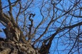 Oak. Tree trunk, bottom view. Nature in the winter season. Against the blue sky. Branches and trunk create an abstract pattern Royalty Free Stock Photo