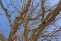 Oak. Tree trunk, bottom view. Nature in the winter season. Against the blue sky. Branches and trunk create an abstract pattern Royalty Free Stock Photo