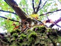 Mossy oak crown and trunk with small pale pink mushrooms macro