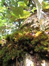 Mossy oak trunk with small pale pink mushrooms