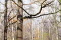 Oak trees and birch grove in park in late fall Royalty Free Stock Photo