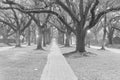 Oak tree tunnel foggy morning Houston, Texas, USA. Black and white. Royalty Free Stock Photo