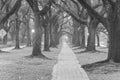 Oak tree tunnel foggy morning Houston, Texas, USA. Black and white. Royalty Free Stock Photo