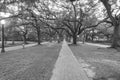 Oak tree tunnel foggy morning Houston, Texas, USA. Black and white. Royalty Free Stock Photo