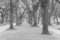 Oak tree tunnel foggy morning Houston, Texas, USA. Black and white. Royalty Free Stock Photo