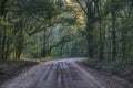 Oak Tree Tunnel in Lowcountry Charleston South Carolina